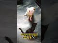 ভুতু এখন শুধুই স্মৃতি 😭😭 মিস ইউ ভুতু 😭😭⚔️🐈🐈 catlover funnycats catvideos cat funnyvideos