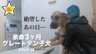 余命宣告を受けてから１年。グレートデン子犬