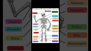 Human skeletal system #anatomy #youtubeshorts #bones #skeleton #shorts #anatomy #medical