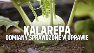 Kalarepa - odmiany sprawdzone w uprawie