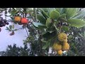 Strawberry tree ( Arbutus Unedo ), these grow like weeds in the Mediterranean