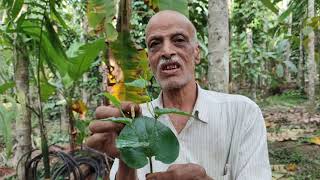 use of Long pepper|| ಹಿಪ್ಪಲಿಯ ಔಷಧೀಯ ಗುಣಗಳು|| ಮಂಜುನಾಥ ಹೆಗಡೆ ನಾಟಿ ವೈದ್ಯರು||