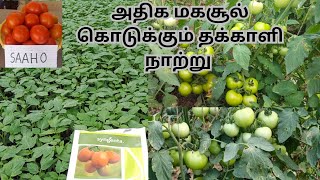 Syngenta Saaho tomato seedlings   அதிக மகசூல் கொடுக்கும் தக்காளி நாற்று