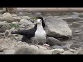 f0173　 閲覧注意 　大分川　カモメが食べていた物は？ reading notice oita river what was the seagull eating