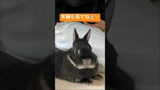 気づいたら側に居るうさぎが可愛すぎました　#short #rabbit #bunny #うさぎちゃん