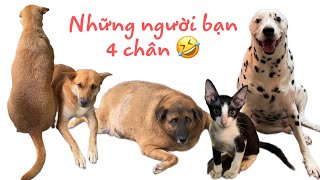 Thử thách 1 ngày chỉ đi những quán có những người bạn 4 chân