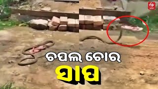 VIRAL VIDEO: କାମୁଡି କାମୁଡି ଚପଲ ନେଇଗଲା ସାପ, ୟୁଜର୍ସ କହିଲେ ବିଷଧରକୁ ମଣିଷ ଗନ୍ଧ ପସନ୍ଦ ! || Snake || ETV