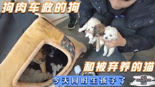 流浪狗大院新增了12个小生命，面对生命的降临，我们只能欣然面对  Dog rescue in China   20211114