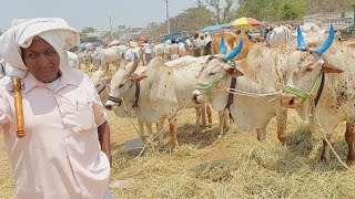 పెబ్బేరు సంతలో నల్లమల తూర్పు జాతి ఎద్దులు ఒక వారం కట్టుకొని చూసే డబ్బులు ఇవ్వండి అంటున్నారు | Oxen