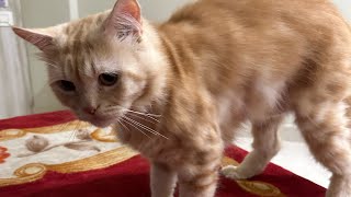 Funniest cat videos||A day with Simba||Cat vlogs#funny #cat #catlover #trending #viralvideo #youtube