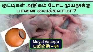 குட்டிகள் அதிகம் போட முயலுக்கு பானை வைக்கலாமா? |  Rabbit Encyclopedia | முயல் வளர்பு தமிழ் | Tamil