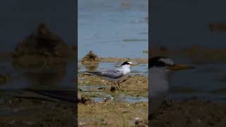 Малая крачка | Little tern (Sternula albifrons)