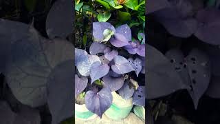 #Zs garden #plants #garden #outdoorplants #shortvideo #shorts