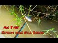 setrum ikan nila terbaik di akhir tahun ‼️kich ca 🔴 electric fishing