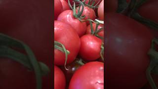 Fresh tomato a type of fleshy, juicy fruit, usually red, used in salads, sauces etc. #youtubeshorts