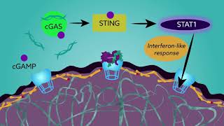 New research brings causes of progeria into closer focus