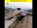 চিন ঘরের ছাদে ধান চাষ করে শিক্ষার পথ shorts farming