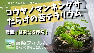 豪華！コウヤノマンネングサだらけの苔テラリウム【苔テラリウム制作動画】