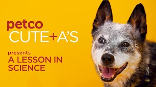 A Lesson in Science-Based Pet Food | Petco & Hill's Science Diet