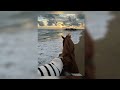 Maher Zain - Paradise (Vocals Only) ✨