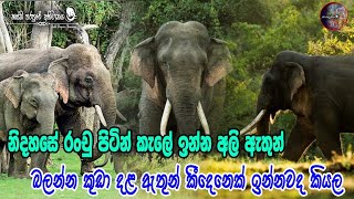 Elephants Life in Sri Lankanවනය තුළ රංචු පිටින් සැරිසරන අලි ඇතුන් කිසිම දිනක මෙතරම් පිරිසක්