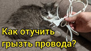 Как отучить кошку портить мебель и грызть провода