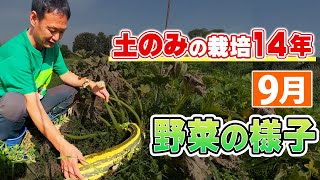 【自然栽培256】今年は１０度低い冷夏にもかかわらず、土の力で野菜が沢山収穫できています。どうして、土のみで野菜ができるのか、ヒントが見つかるといいね。🌈