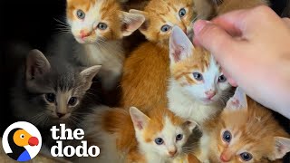 Thirteen Kittens Show Up in Amazon Boxes… And This Couple Says “Sure!" | The Dodo