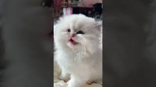 Come and translate it, I guess she is hungry😋#Little cat face killing video #Little cat's #cat