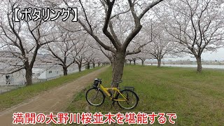 【ポタリング】時節柄、桜見学に行って見ました。大分の名所「大野川桜並木」をご堪能下さい