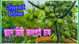 বাড়ির ছাদে মিষ্টি জলপাই গাছে অবিশ্বাস্য ফলন । How to Grow Sweet Olive in Rooftop