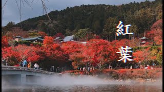 Red Autumn Leaves Viewing 🍁🍂 Minoo Park \u0026 Katsuoji Temple | Osaka, Japan Vlog.