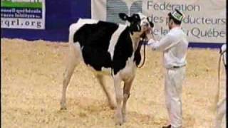 Expo-Printemps Holstein Québec 2009 : Championnat junior Noir et blanc (Présentation des animaux)