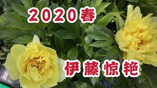 青石话牡丹芍药。2020年花季，伊藤品种惊艳 ITOH Group