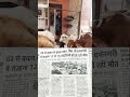 800 गायों की मौत ठंड से 😭 gaumata shortvideo shotrs