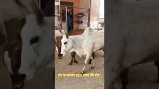 800-गायों की मौत ठंड से 😭#gaumata #shortvideo #shotrs