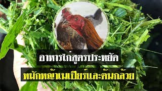 อาหารไก่สูตรประหยัด หมักหญ้าเนเปียร์และต้นกล้วย เกษตรผสมผสานบ้านทุ่งYouTube พาชม