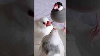 #shorts #文鳥 #水浴び  【たくさんの文鳥と暮らす日常～水浴び編】