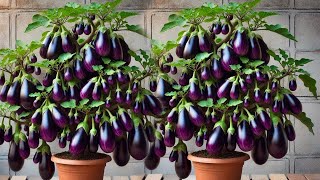 New grafting a eggplant tree to produce lots of fruit all year round using this simple technique