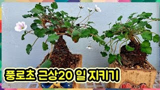 흰 풍로초 분재 화산석 역시 근상 20 일 꼭 지키세요