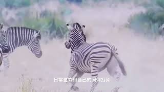 Zebras are also horses, why no one rides them? #Knowledge Pioneer Project# Popular Science