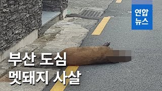 밤사이 부산 도심 멧돼지 15마리 출현…3마리 로드킬·사살 / 연합뉴스 (Yonhapnews)