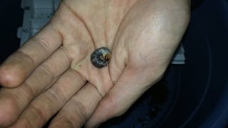 【ボルネオ！】ミラビリスヒラタクワガタの割り出し Dorcus mirabilis 【Part1：ボルネオ産 割り出し編】