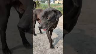 black dog | Black Innocent dog | How HOT DOG LOOKS | TAGRA KUTTA | Kalo kukur