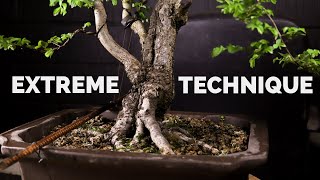 An Extreme Bonsai Bending Mistake to Avoid