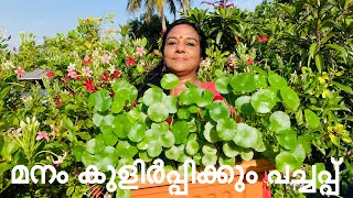 PENNYWORT | ഇത് ഒരു തണ്ട് മതി വീടിനുള്ളിൽ പച്ചപ്പ്‌ നിറയാൻ |