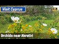 Chasing Orchids near Limassol Saltlake Cyprus || Vorgewandert - Quick Virtual Travel