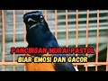 PANCINGAN PASTOL BIAR EMOSI DAN GACOR