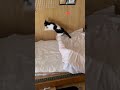 レーザーポインターで遊ぶネコ🐱