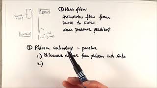 AS Biology - Translocation (2): Mass flow & Phloem unloading (OCR A Chapter 9.4)